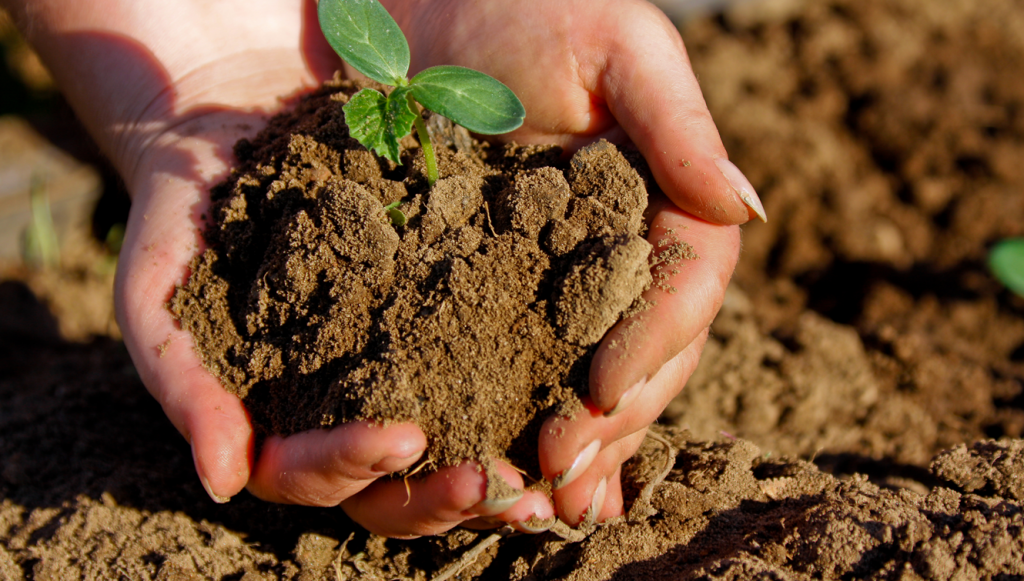 Экологическая роль почвы. Плодородная земля. Почвенно-земельные ресурсы. Экология почвы. Почва богатство.